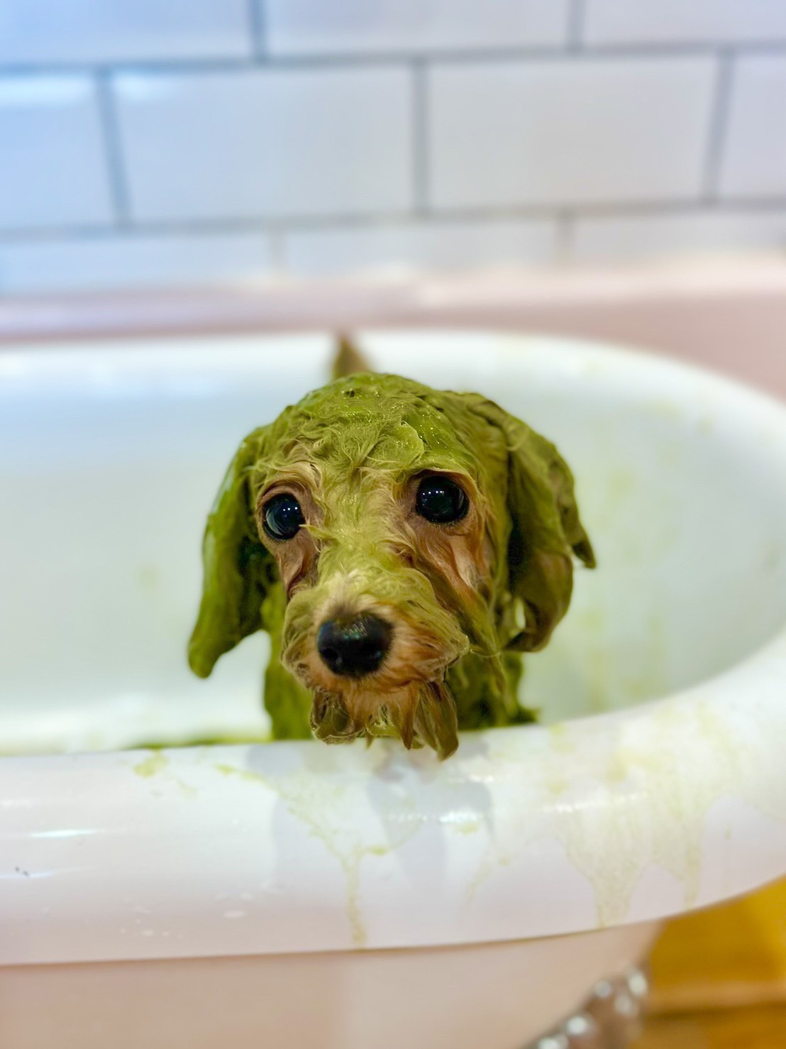 line_oa_chat_260408_075526