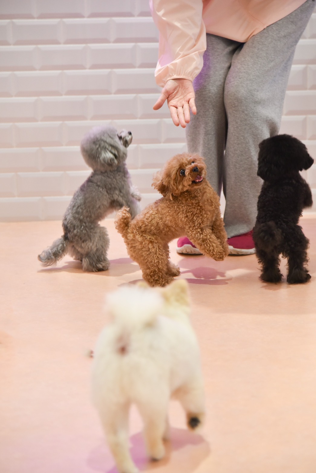 line_oa_chat_260408_080543